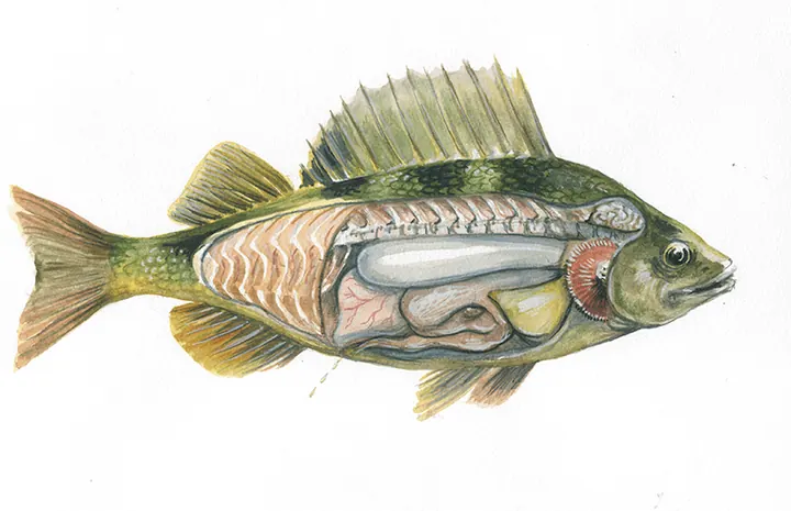 Abborre, gouache 2011